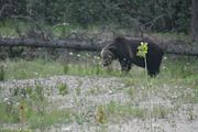 147 - Banff,Lake Louise,Morraine Lake  - IMG_0831